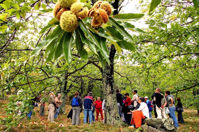 Ardèche_Les chataigneraies